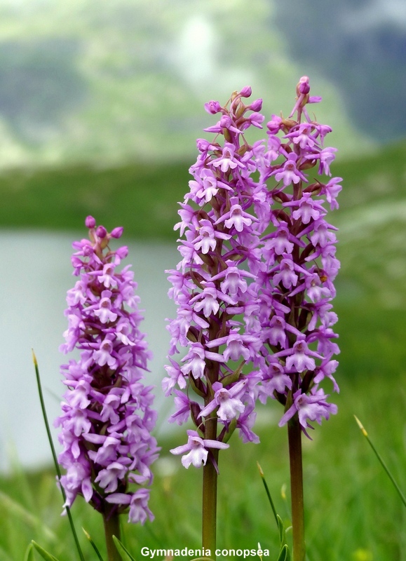 Nigritella cenisia e Nigritella rhellicani – Savoia francese   luglio 2023.